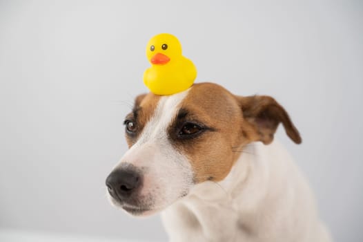 Jack Russell Terrier dog with a rubber duck on his head.