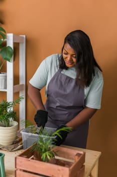 African american woman transplanting plant into new pot home gardening Indoor , Hobbies and leisure, Cultivation and caring for indoor potted plants. Replanting green plant into flower pot.