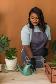 African american woman watering plant in new pot home gardening Indoor , Hobbies and leisure, Cultivation and caring for indoor potted plants. Replanting green plant into flower pot.