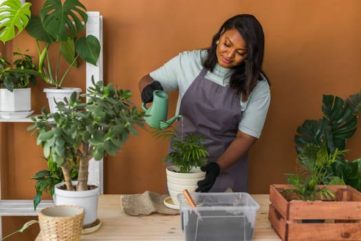 African american woman watering plant in new pot home gardening Indoor , Hobbies and leisure, Cultivation and caring for indoor potted plants. Replanting green plant into flower pot.