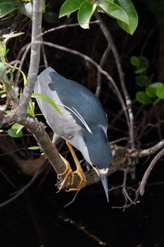 Black-crowned night heron perched on a branch and getting ready to dive. Found in Everglades