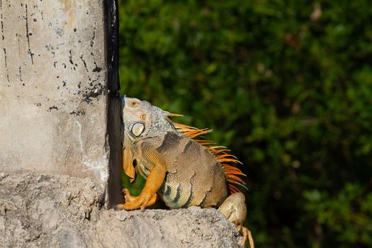 An exotic green iguana basking in the Florida sunlight, Key West