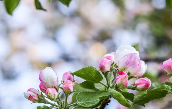 Background of white pink flowers of an apple tree with green leaves in a spring garden.