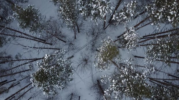 View of the spruce from above. Tall firs in the winter forest. Broken trees and branches lie on the snow. Drone view.