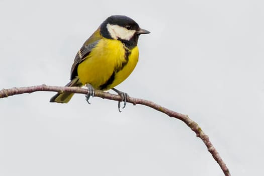 a great tit sits on a branch in spring