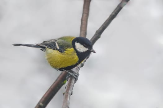 a great tit sits on a branch in winter