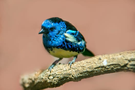 a turquoise tanager sits on a branch in the sun