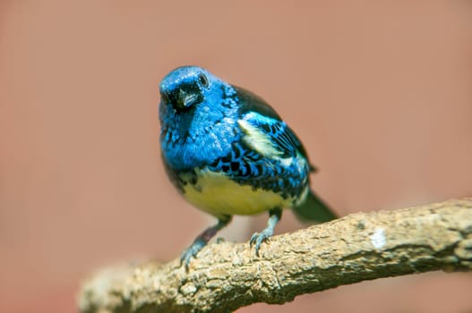 a turquoise tanager sits on a branch in the sun