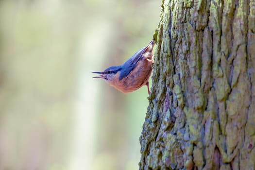 nuthatch sits on a tree trunk and looks for food