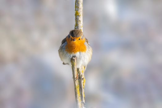 robin sits on a branch and sunbathes in winter