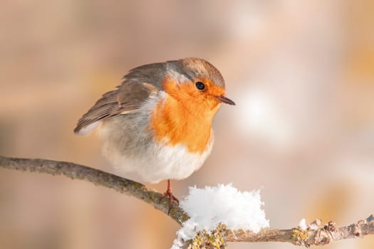 a robin sits on a snowy branch in winter