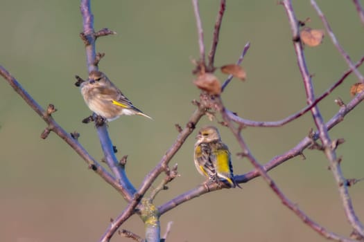 two greenfinches sits on a branch