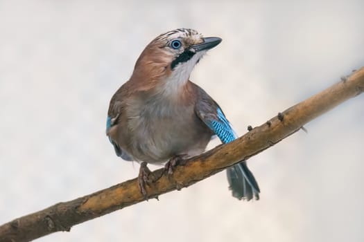 a jay sits on a branch