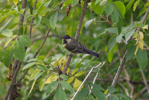 a great tit sits on a branch in summer