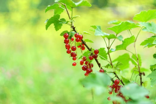 Red currant berries on a shrub branch. Summer season fruits on sunlight. Selective focus