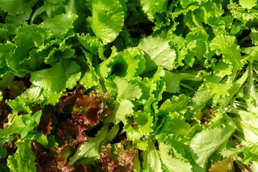 Green Lettuce leaves, closeup. Leaf Lettuce grow in garden bed, texture background