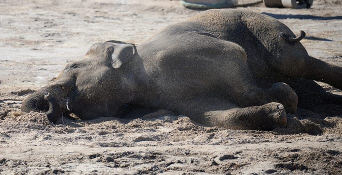 Adult Asian elephant lies on the ground and throws sand with its trunk