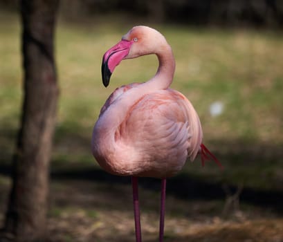 Pink flamingo stands in nature, wild bird