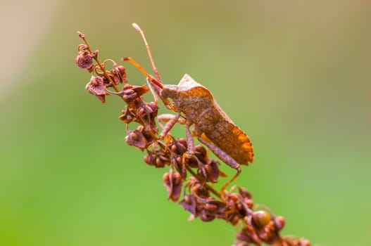 brown bug sits on a brown blossom
