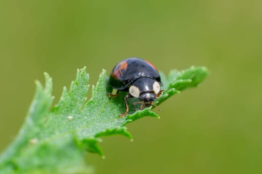 ladybug sits on a green leaf