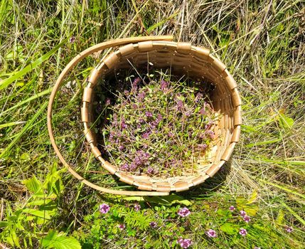 Blossoming thyme in a basket on meadow in the sunny day. Thymus serpyllum plants for herbal tea.