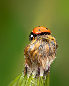 Red ladybug insect sitting on a flower bud