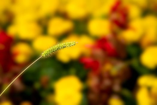 Summer flower bud on a vibrant blurred background
