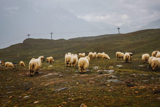 Herd of white sheep. Cattle on meadow in Swiss mountains, Zermatt. Farming landscape with muttons.