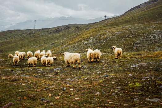 Herd of white sheep. Cattle on meadow in Swiss mountains, Zermatt. Farming landscape with muttons.