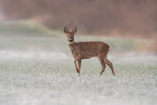 one adult roe deer doe stands on a frozen field in winter