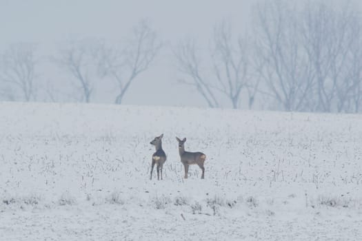 one group of deer in a field in winter