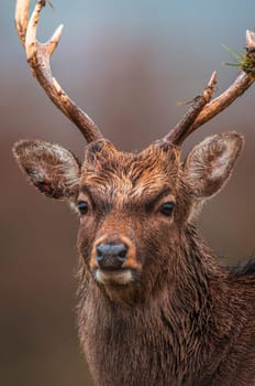 one portrait of a pretty red deer buck