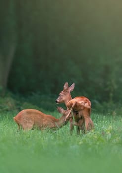 one deer doe with her fawn on a meadow in summer