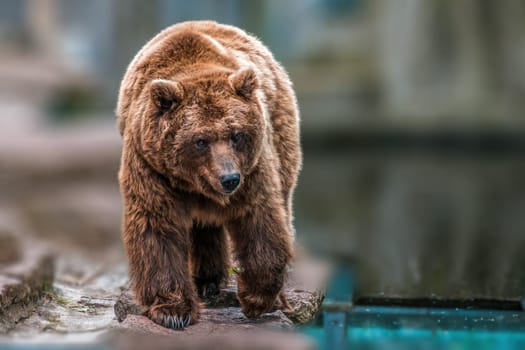 1 big adult brown bear in a zoo