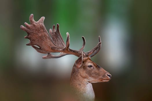 one portrait of a pretty fallow deer buck