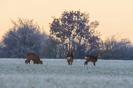 one group of deer in a field in winter