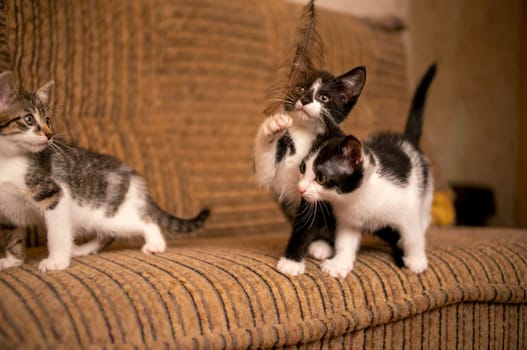 playful kitten siblings romping around