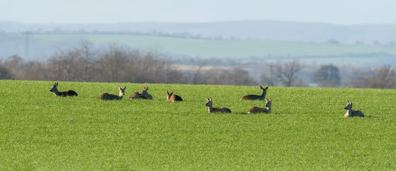 a group of deer in a field in spring