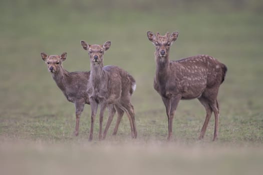 3 young red deer does stand in a meadow