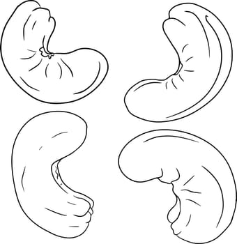 Cashew. Vector hand drawn nuts. Coloring pages with different sort of nuns.