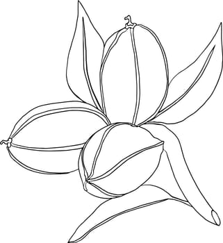 Pecan. Vector hand drawn nuts. Coloring pages with different sort of nuns.