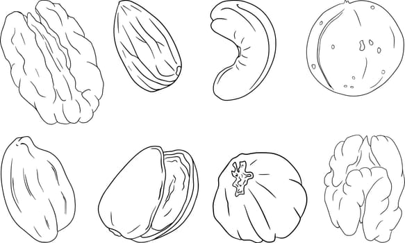 Vector hand drawn nuts. Coloring pages with different sort of nuns. Walnut, macadamia, cashew, hazelnut, peanut, pistachio, almond, pecan