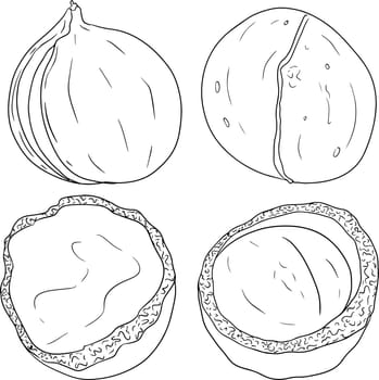 Macadamia. Vector hand drawn nuts. Coloring pages with different sort of nuns.