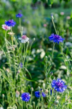 Blue cornflowers in garden on a sunny day