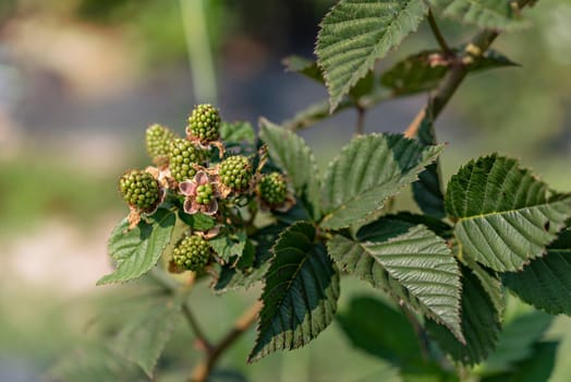 unripe blackberries on a bush