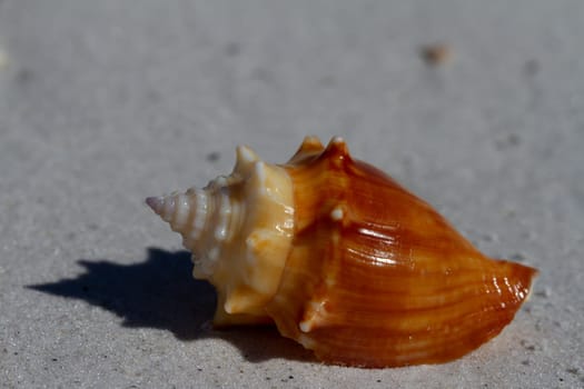 Front view of a Florida fighting conch, Strombus alatus, found on a beach, Naples Florida