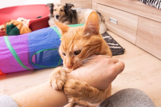 Angry Red Cat Bites Hand in room