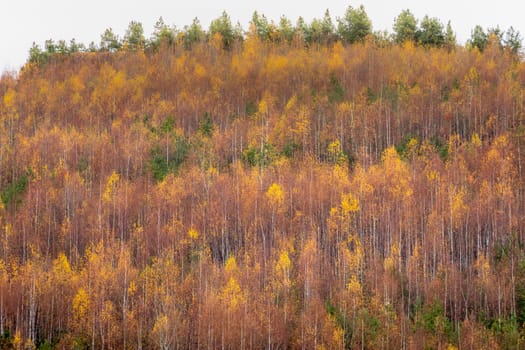 Autumn trees golden landscape, yellow forest in Balkans of Bulgaria