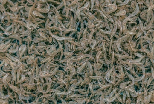 Plenty of dry shrimp background market for sell. Close-up pile texture detail bright light pink pale tone