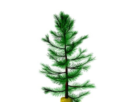 3D Christmas tree or pine tree 3D ready to decorate , isolated on transparent background